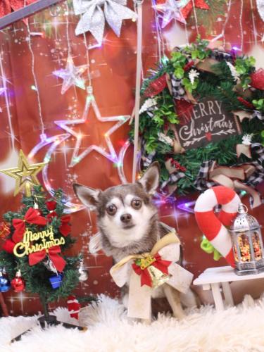 20231212ブイくん